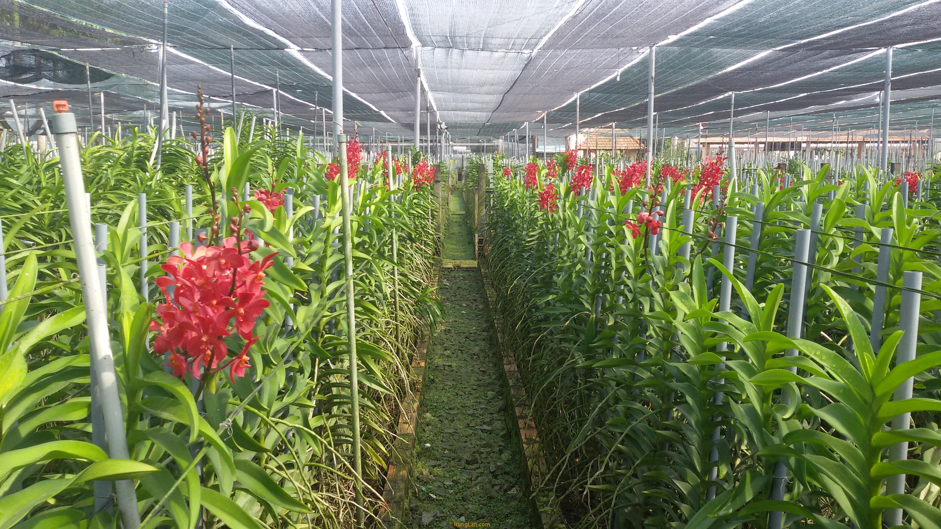 Lưới che nắng nông nghiệp - trồng hoa
